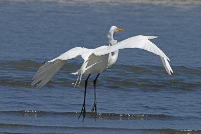 Great-Egret-82661.jpg