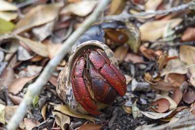 Hermit-crab--National-forest-83328.jpg