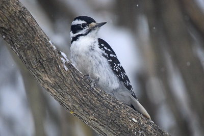 Hairy-Woodpecker-82339.jpg