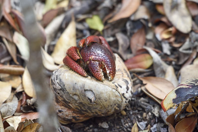 Hermit-crab---National-forest-83329.jpg