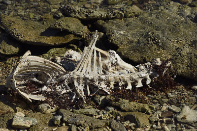 Fish-Skeleton-82980.jpg