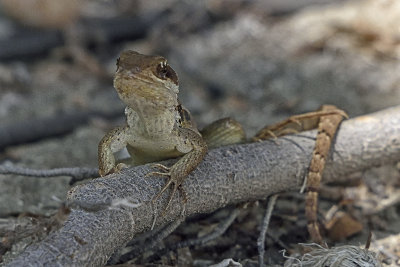 Curly-tailed-lizzard-83466.jpg