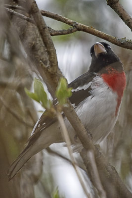 Rose-Breasted-Grosbeak-84010.jpg