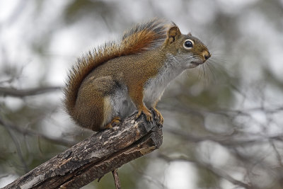 Red-Squirrel-83870.jpg