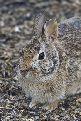 Cottontail-Rabbit-83846.jpg