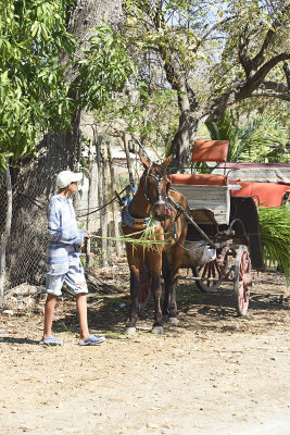 Horse-and-buggie-83656.jpg