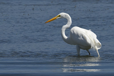 Great-Egret-82682.jpg