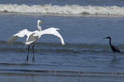 Great-Egret-82662.jpg