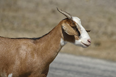 Goat-on-roadside-83661.jpg