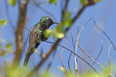 Cuban-Emerald-Hummingbird-82977.jpg