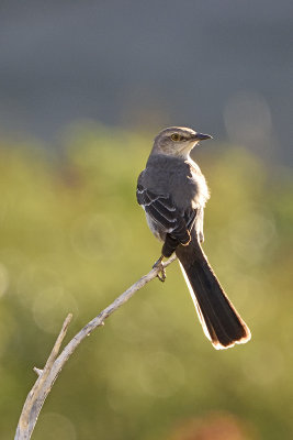 northern-mockingbird-(sinsonte)-82611.jpg