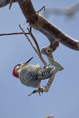 West-Indian-Woodpecker-83344.jpg