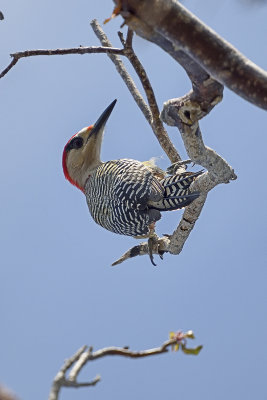 West-Indian-Woodpecker-83337-(2).jpg