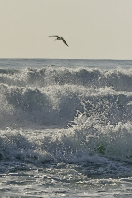 Pelicans-in-the-surf-83104.jpg