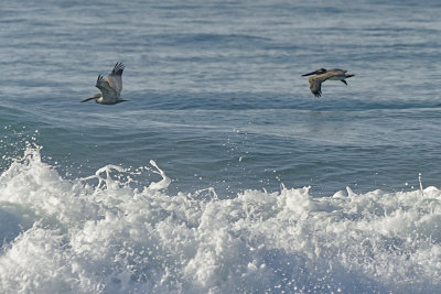 Pelicans-in-the-surf-83101.jpg