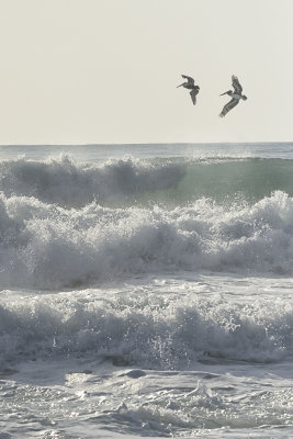 pelicans-in-the-surf-83103.jpg