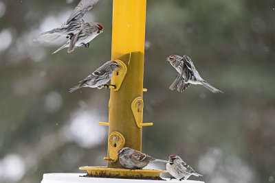 redpolls-and-sparrow-at-feeder-82574.jpg