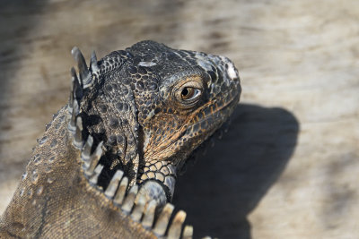 Iguana-83817.jpg