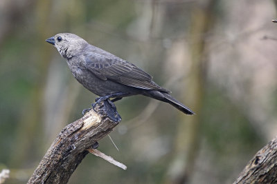 Brown-Headed-cowbird-83832.jpg