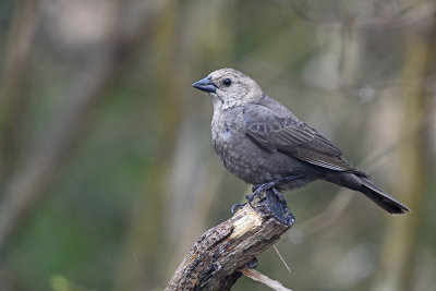 Brown-Headed-Cowbird-83831.jpg