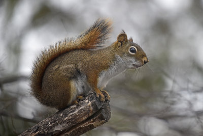 Red-Squirrel-83871.jpg