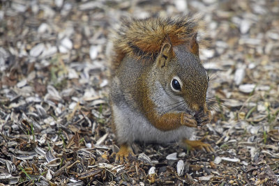 Red-Squirrel-83872.jpg
