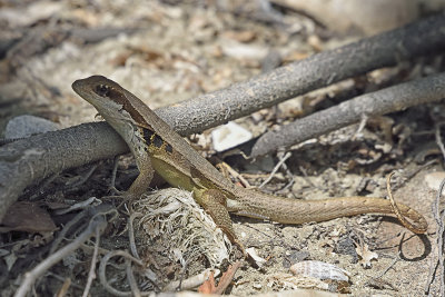 Curly-Tailed-Lizzard-83463.jpg