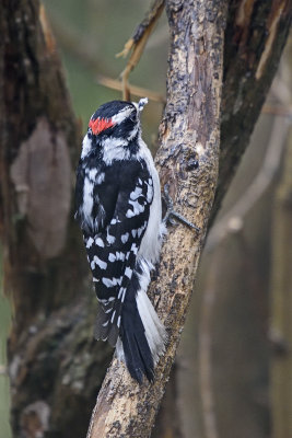 Downey-woodpecker-83833.jpg
