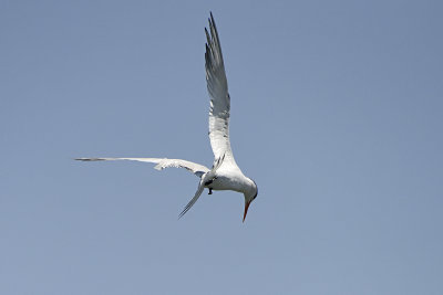 royal-tern-83488.jpg