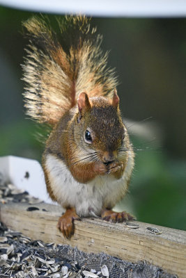 Red-Squirrel-at-Sunset-84850.jpg