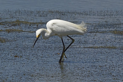 Snowy-Egret-82681.jpg