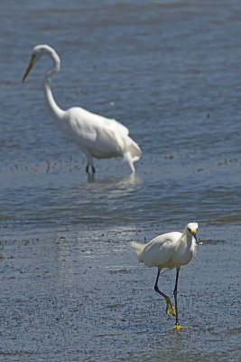 Snowy-Egret-82685.jpg