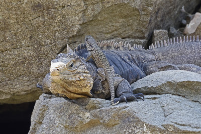 Iguana-83552.jpg