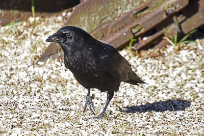 crow-83859.jpg