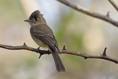 Cuban-pewee-(flycatcher)-83202.jpg