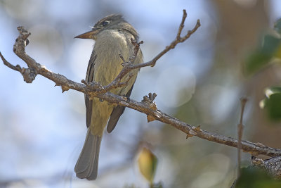 Cuban-Pewee-(flycatcher)-83025.jpg