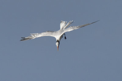 royal-tern-diving-83285.jpg