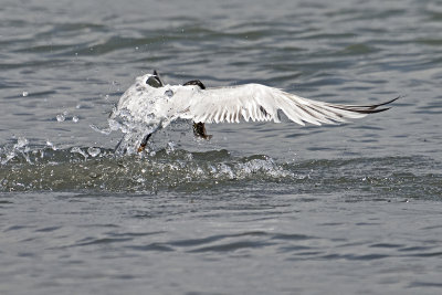 royal-tern-83518.jpg