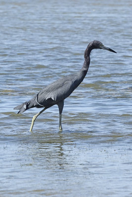 Little-Blue-Heron-82652.jpg