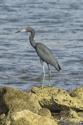 Little-Blue-Heron-83115.jpg