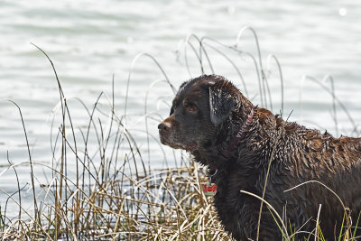 my dog after a long swim 84065.jpg