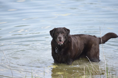 will you throw the damn stick 84119.jpg