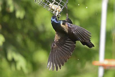 Grackel-at-feeder-84179.jpg