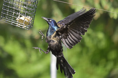 Grackel-at-feeder-84165.jpg
