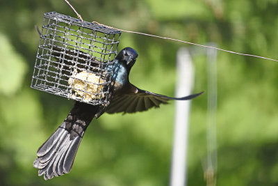Grackel-at-feeder-84149.jpg