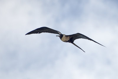 Frigatebird-Magnificent-83406.jpg