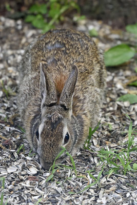 Cottontail-rabbit-84192.jpg