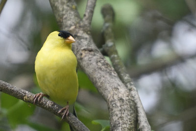 Goldfinch-84105.jpg