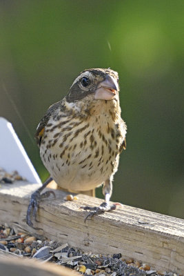 Rose-Breasted-Grosbeak-Female-84081.jpg