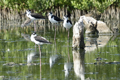 Black-Necked-Stilt-82859.jpg